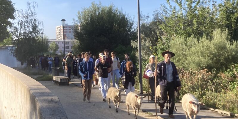 Marcher avec les brebis aux Mureaux