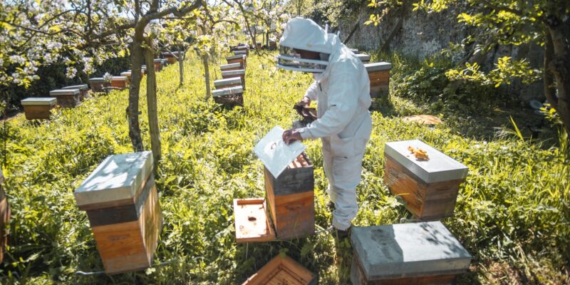 Visite des ruchers avec un apiculteur à Poissy